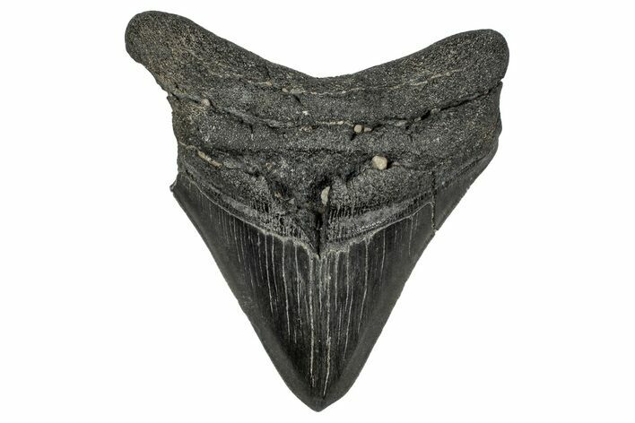 Bargain, Fossil Megalodon Tooth - Georgia #338831